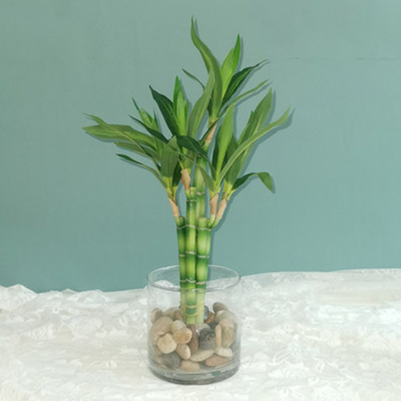 Aquarium Fish Names - New 40cm Artificial Lucky Bamboo Succulent