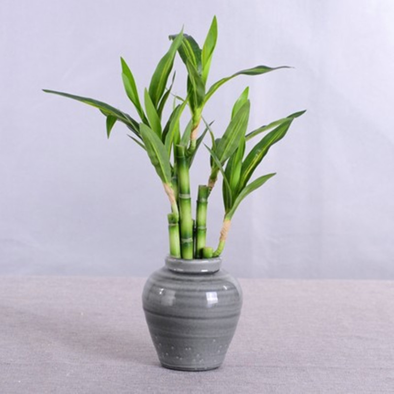 New 40cm Artificial Lucky Bamb - Aquarium Fish Names recension och pris