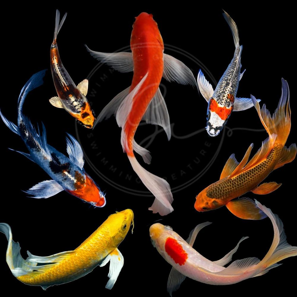 Assorted Colors Live Koi Fish  - Aquarium Fish Koi recension och pris