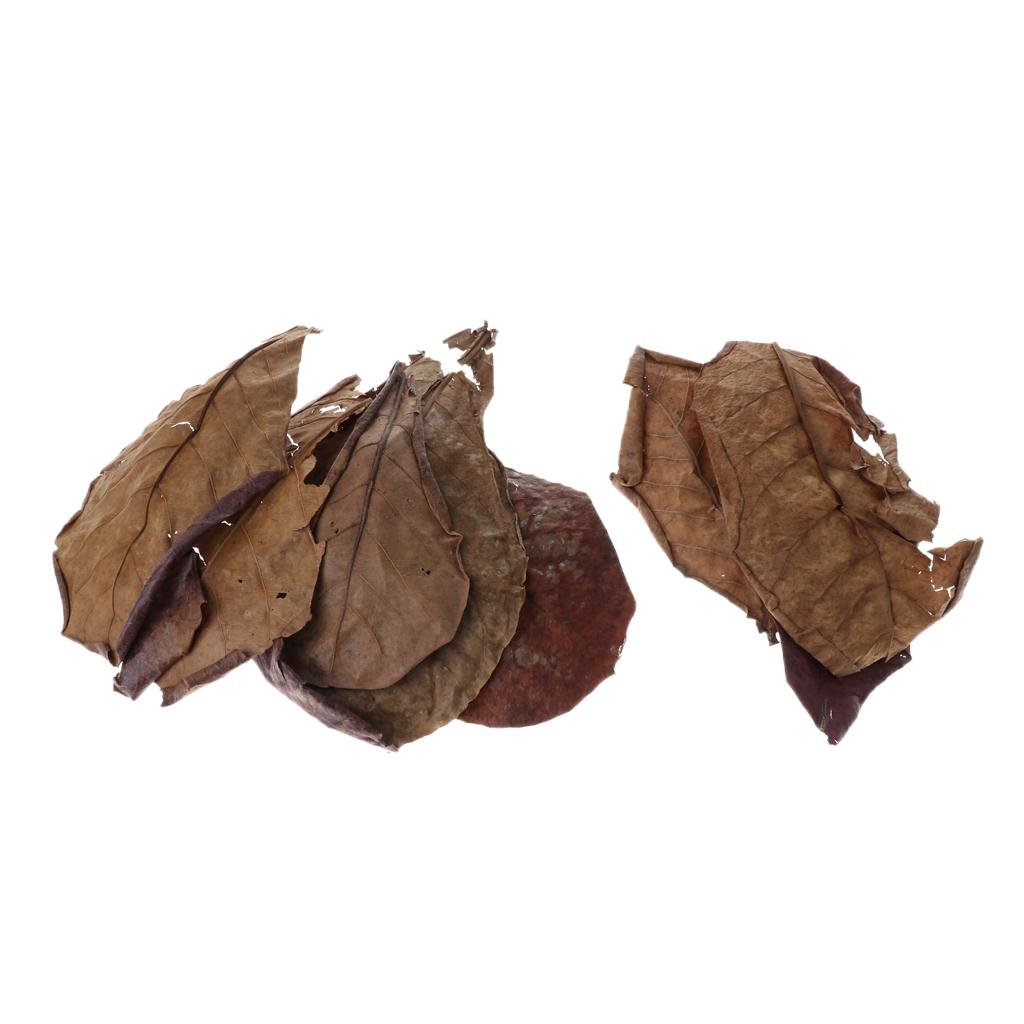 Beneficial Leaf Aquarium Filte - Aquarium Fish Betta recension och pris
