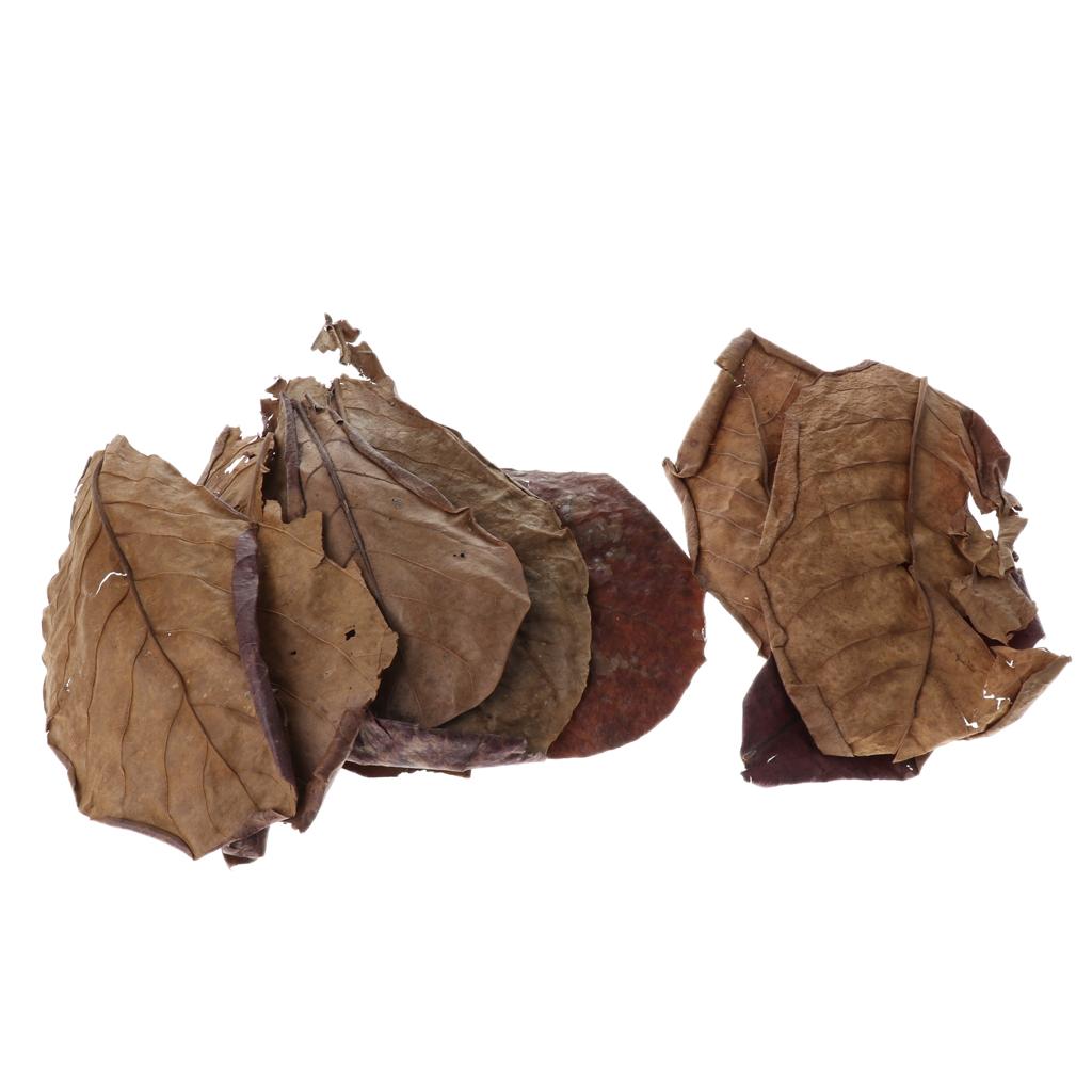 Beneficial Leaf Aquarium Filte - Aquarium Fish Betta recension och pris