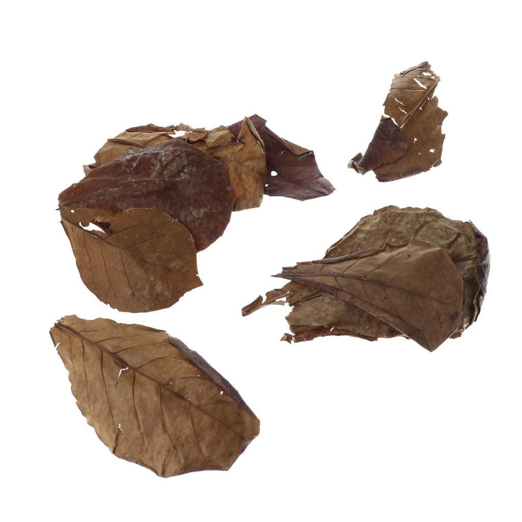 Beneficial Leaf Aquarium Filte - Aquarium Fish Betta recension och pris