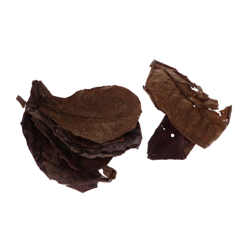 Beneficial Leaf Aquarium Filte - Aquarium Fish Betta recension och pris